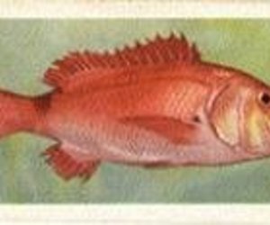 Opklaar van meningsverskil oor die vang van rooisteenbras